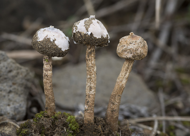 Tulostoma brumale